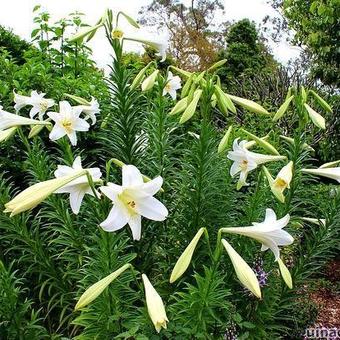 Lilium longiflorum