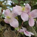 Clematis montana 'Mayleen' - 