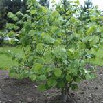 Corylus avellana - NOISETIER COMMUN, COUDRIER - Corylus avellana