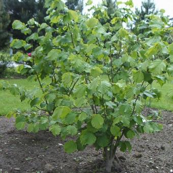 Corylus avellana