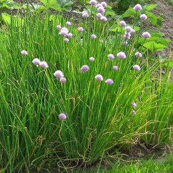 Allium schoenoprasum