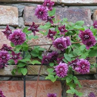 Clematis viticella 'Purpurea Plena Elegans'