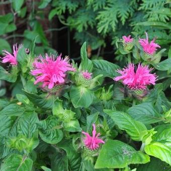 Monarda