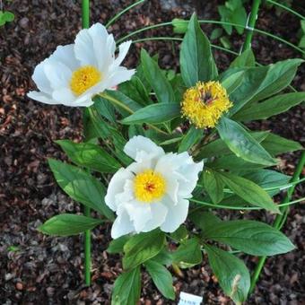 Paeonia lactiflora 'Jan van Leeuwen'