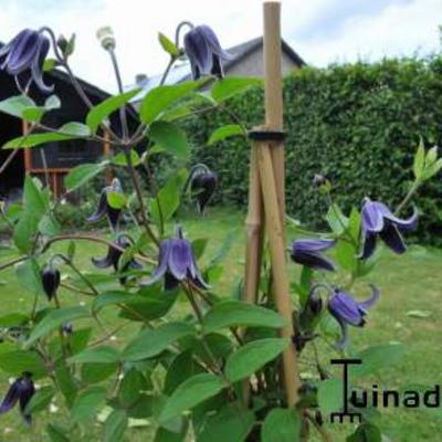 Clematis integrifolia 'Fascination' - 