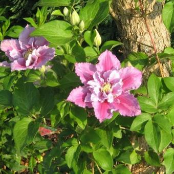 Clematis 'Piilu'