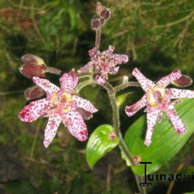 Japanische Krötenlilie - Tricyrtis hirta