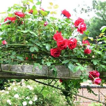 Rosa 'Paul's Scarlet Climber'