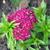 Dianthus barbatus