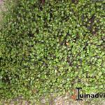 Muehlenbeckia  - 