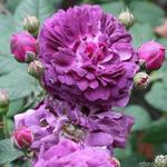 Rosa 'Cardinal de Richelieu'  - 