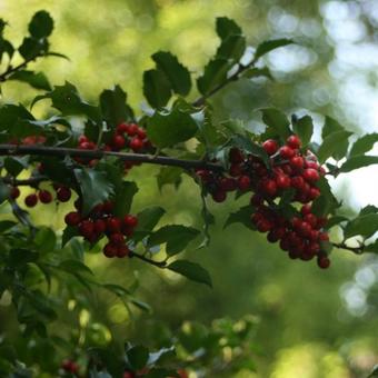 Ilex aquifolium