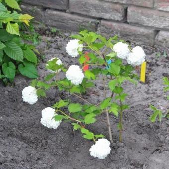 Viburnum opulus 'Roseum'