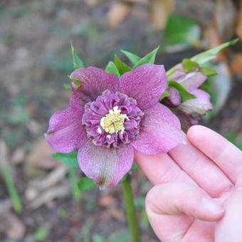 Helleborus orientalis