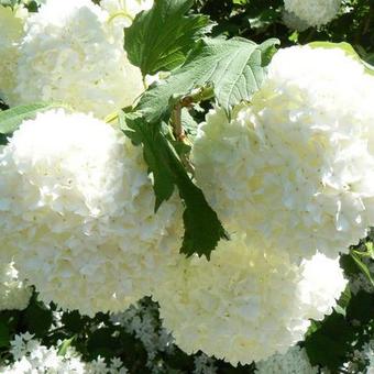 Viburnum opulus 'Roseum'