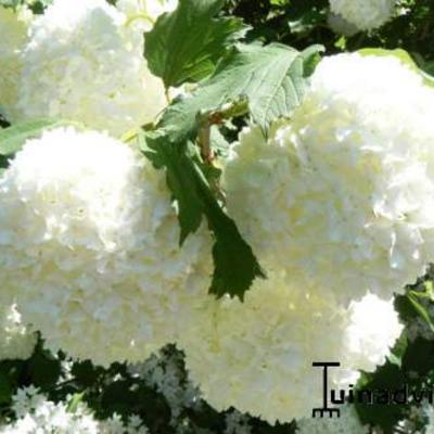 Viburnum opulus 'Roseum' - 