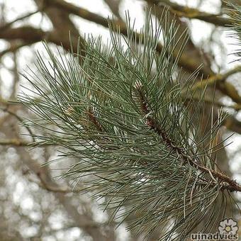 Pinus nigra