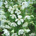 Clematis viticella 'Maria Cornelia' - 