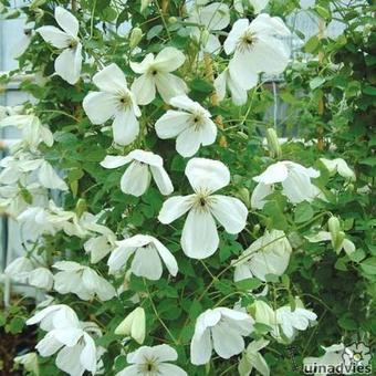 Clematis viticella 'Maria Cornelia'