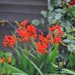 Crocosmia hybride - 