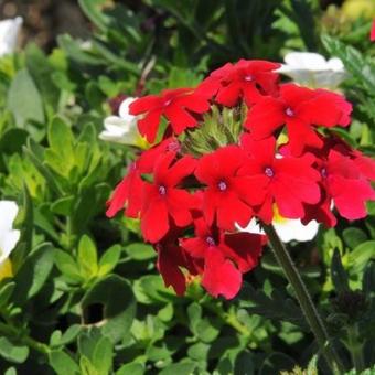 Verbena x hybrida