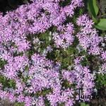 Phlox subulata - Polster-Phlox