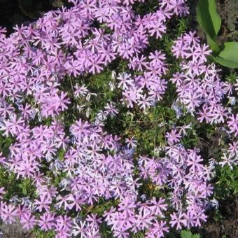 Phlox subulata