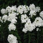 Phlox paniculata 'PEACOCK White' - 