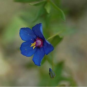 Anagallis