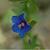 Anagallis