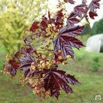 Acer platanoides 'Crimson King' - 