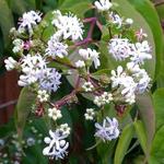 HEPTACODIUM DE CHINE, ARBRE DES 7 FILS DE ZHEIIAND - Heptacodium miconioides