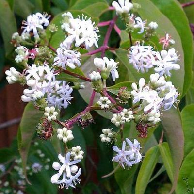 Heptacodium miconioides - Sieben-Söhne-des-Himmels Strauch