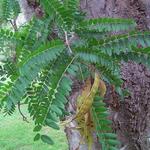 Gleditsia  triacanthos - Févier d'Amérique