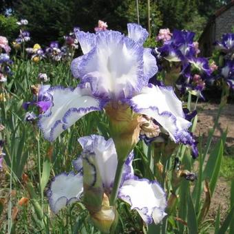 Iris germanica