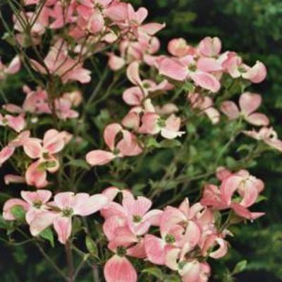 Cornus florida 'Cherokee Chief' - 