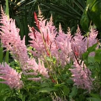 Astilbe x arendsii