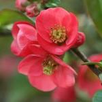 Chaenomeles japonica - Zierquitten