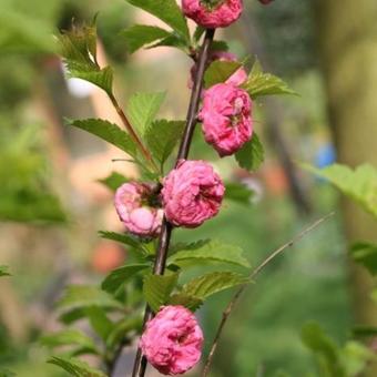 Prunus triloba