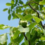 Juglans regia - Echte Walnuss - Juglans regia