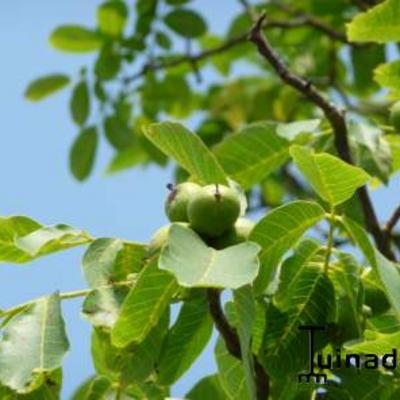 Juglans regia - Echte Walnuss