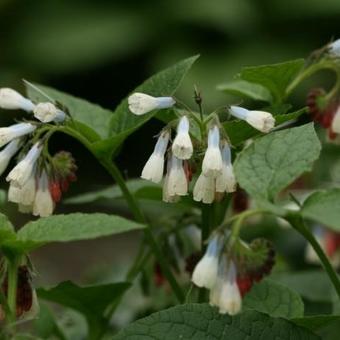 Symphytum grandiflorum 'Wisley Blue'