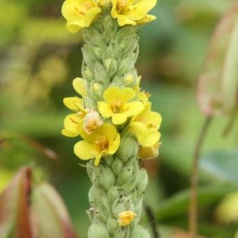 Verbascum bombyciferum