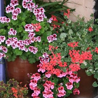 Pelargonium