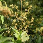 Macleaya cordata 'Flamingo' - Macleaya cordata 'Flamingo'