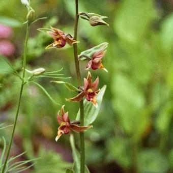 Epipactis gigantea