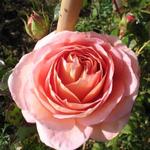 Rosa 'Abraham Darby' - 