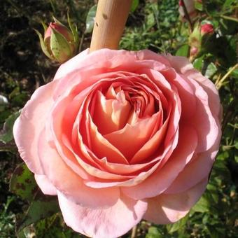 Rosa 'Abraham Darby'