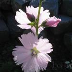 Sidalcea hybride - 