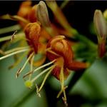 Lonicera henryi 'Copper Beauty' - 